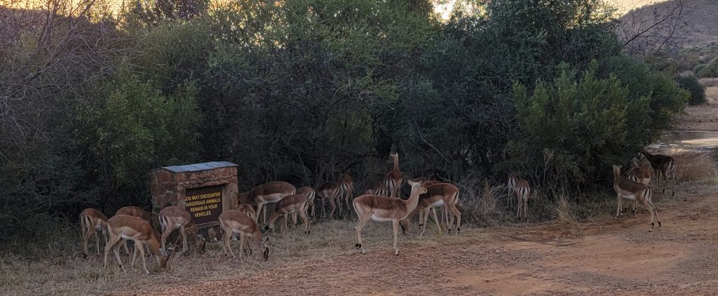 Impalas near a danger sign