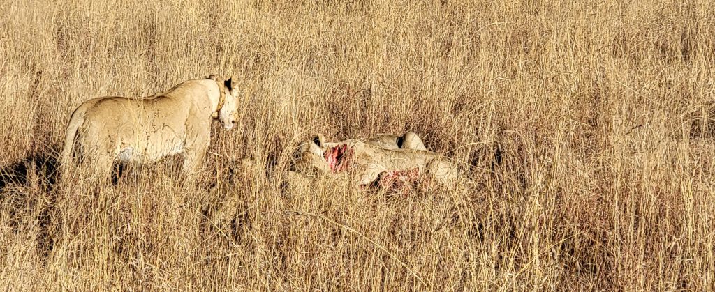 Lions feeding on a wildebeest for breakfast